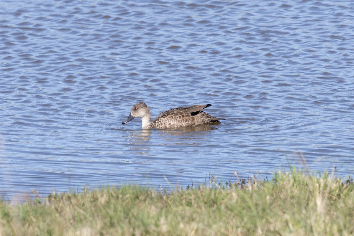 Gray Teal - ML621501286