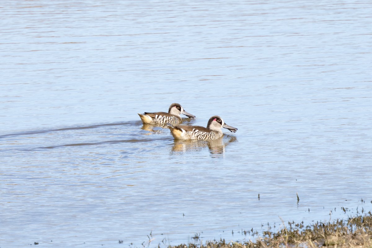 Pink-eared Duck - ML621501287