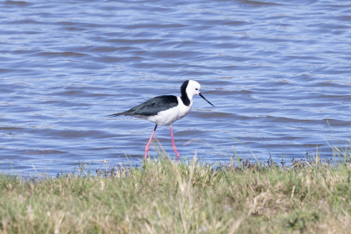 Pied Stilt - ML621501290