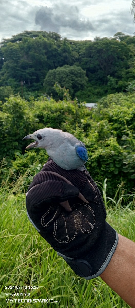 Blue-gray Tanager - ML621501475