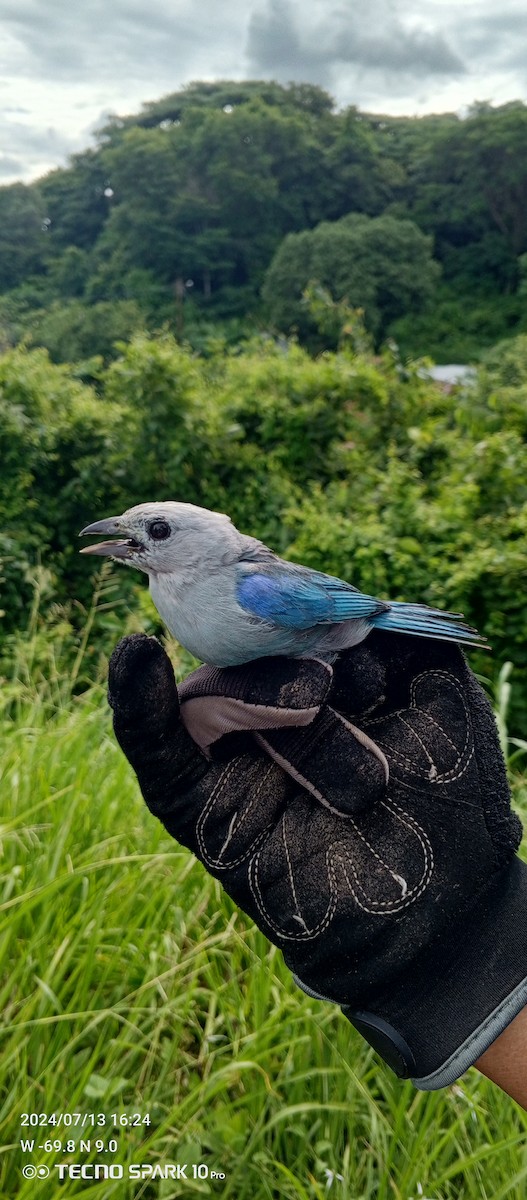 Blue-gray Tanager - ML621501477