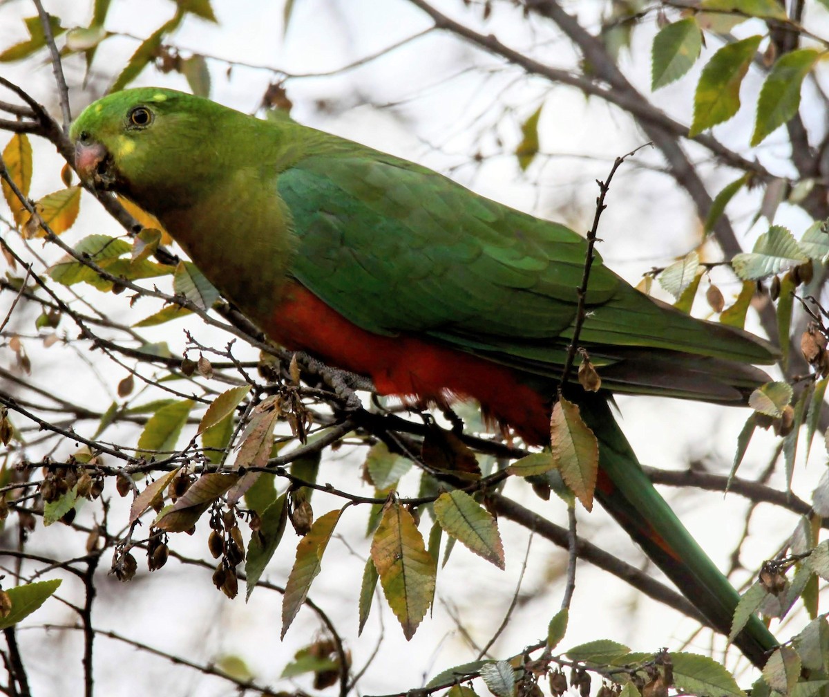 Australian King-Parrot - ML621501500