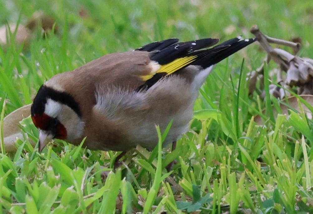 stillits - ML621501595