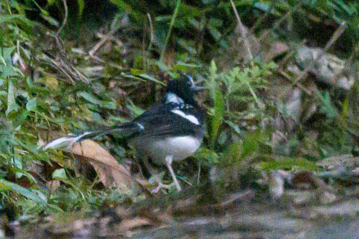 Spotted Forktail - ML621501689