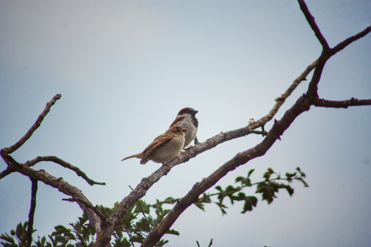 House Sparrow - ML621501703