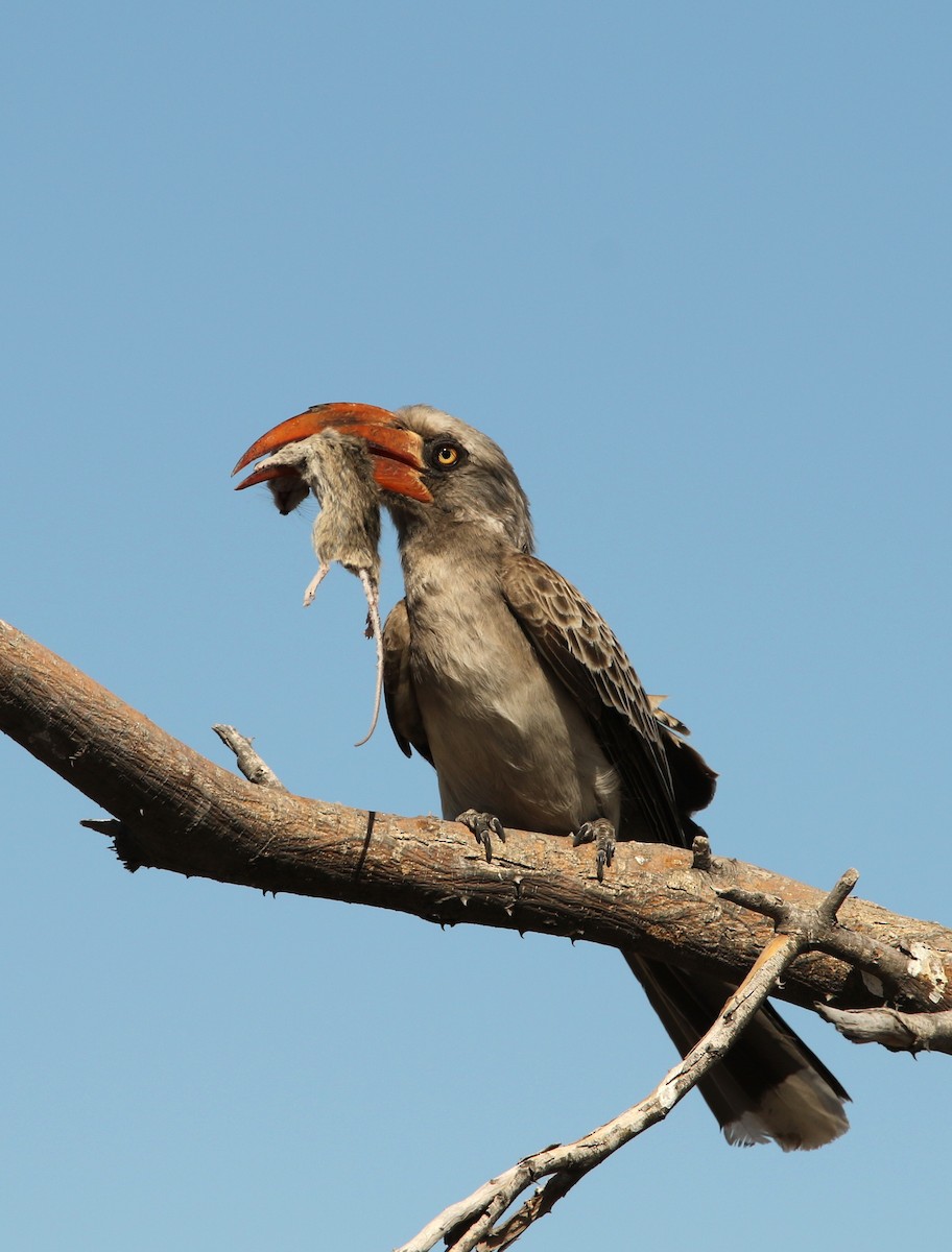 Bradfield's Hornbill - ML621501805