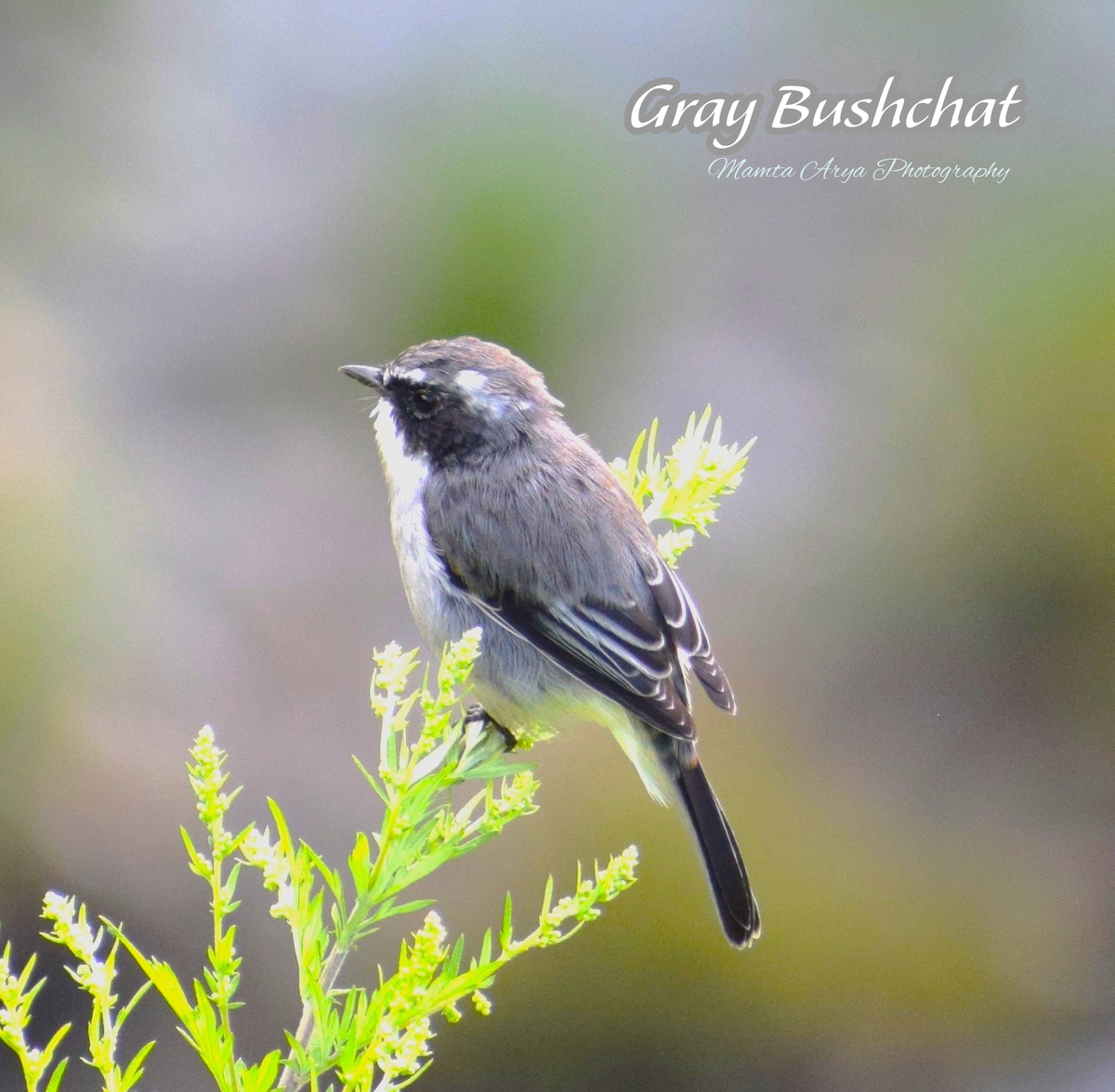 Gray Bushchat - ML621501820