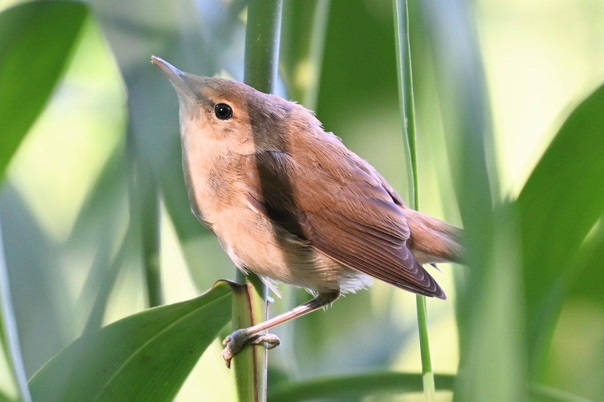 Common Reed Warbler - ML621501901