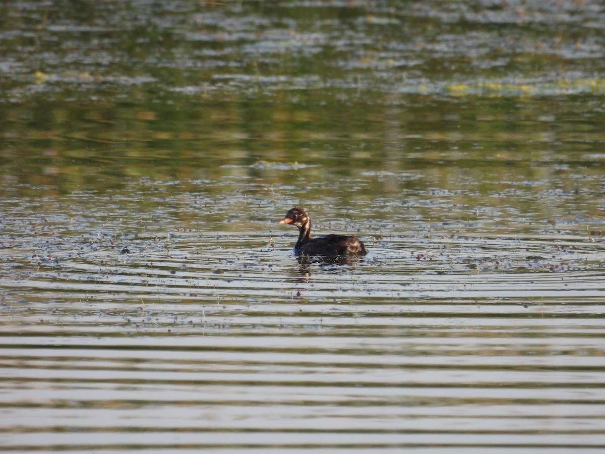 Little Grebe - Murat Akkaya