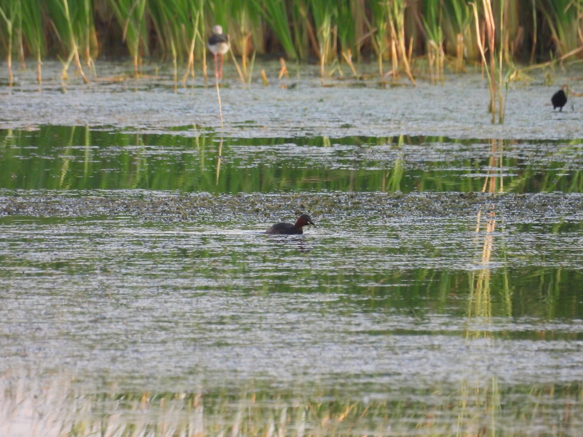 Little Grebe - ML621501903