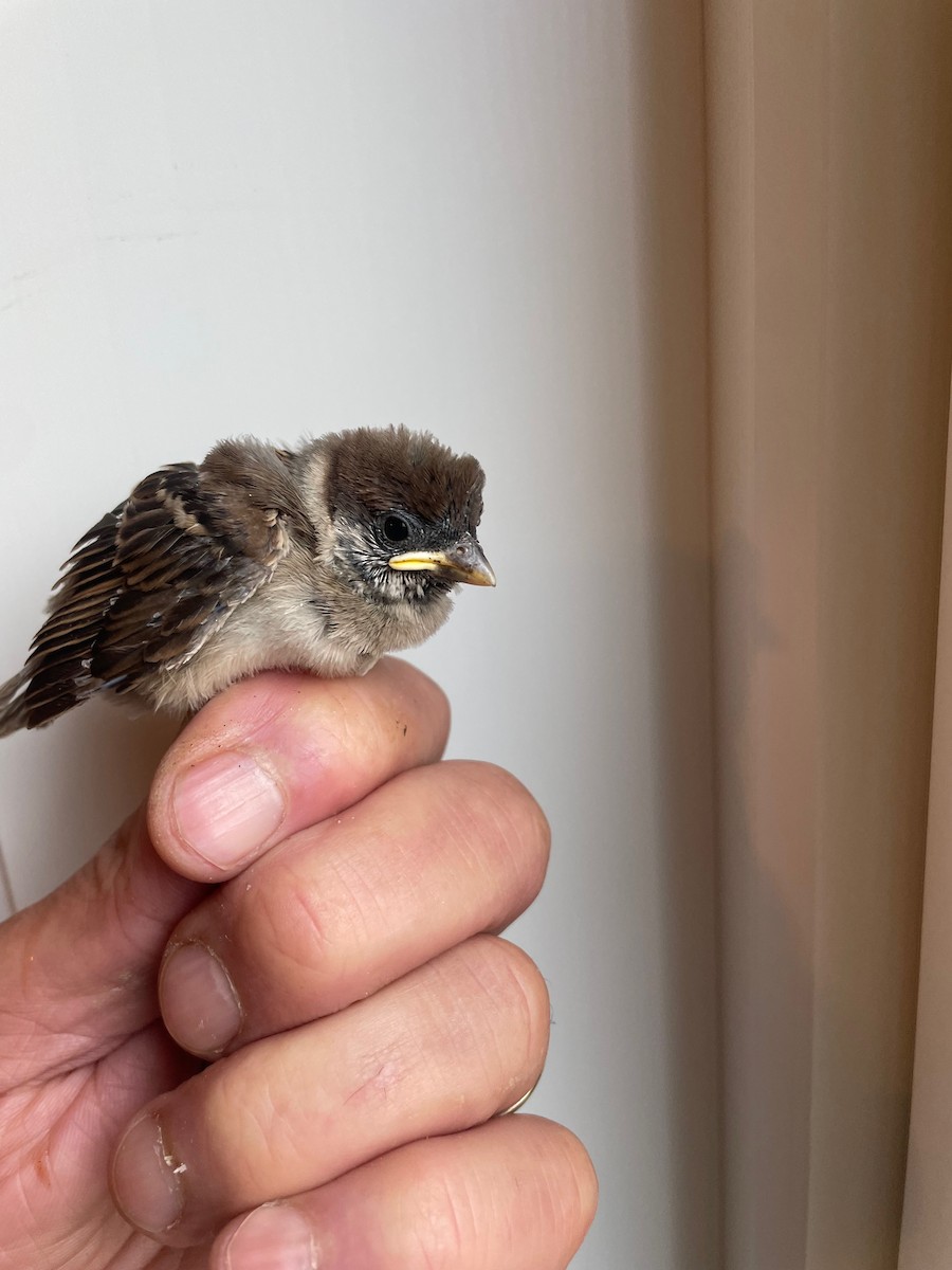 Eurasian Tree Sparrow - ML621501939