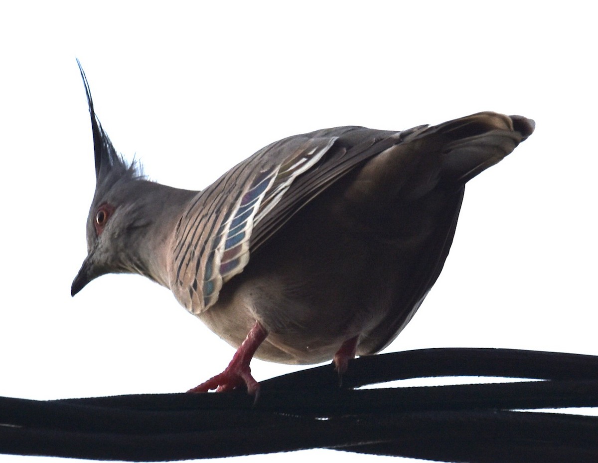 Crested Pigeon - ML621501947