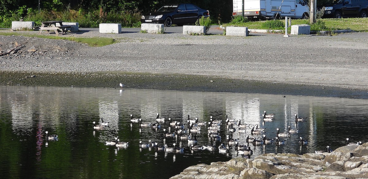 Barnacle Goose - ML621501953