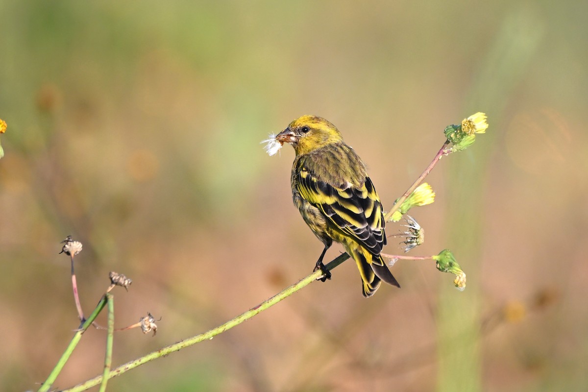 Yellow-crowned Canary - ML621502045