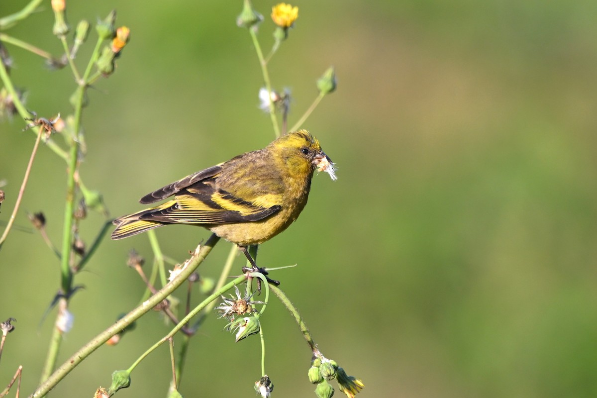 Yellow-crowned Canary - Adarsh Nagda