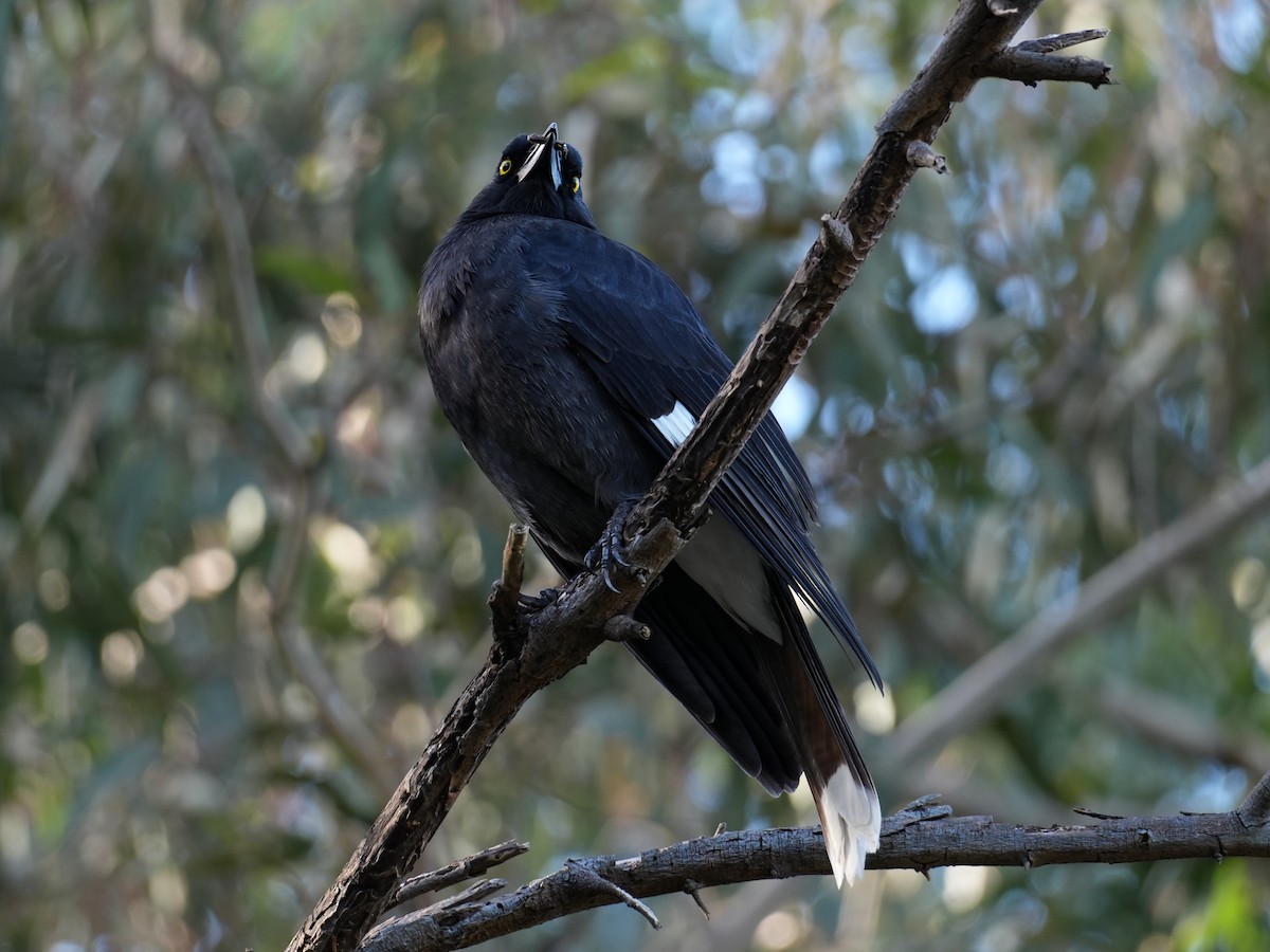 Pied Currawong - ML621502083