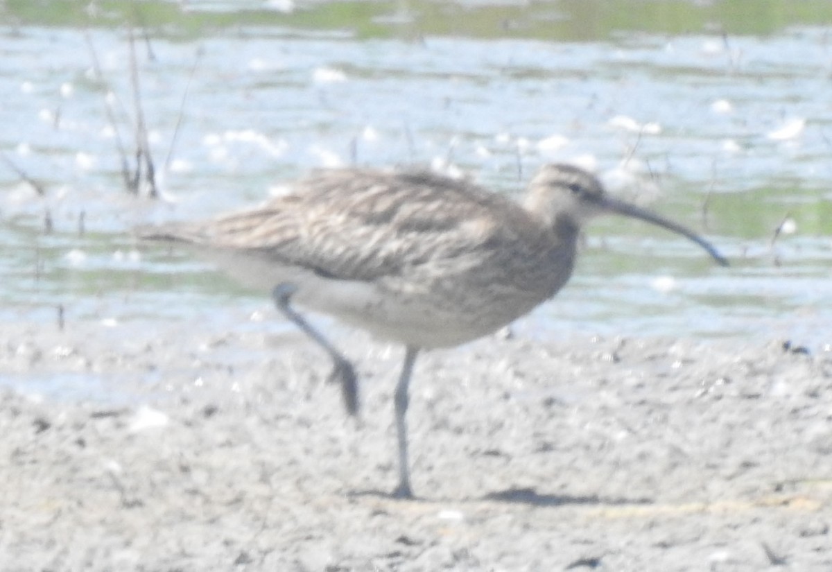 Eurasian Whimbrel (European) - ML621502088