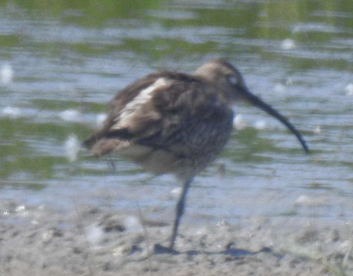 Eurasian Whimbrel (European) - ML621502089