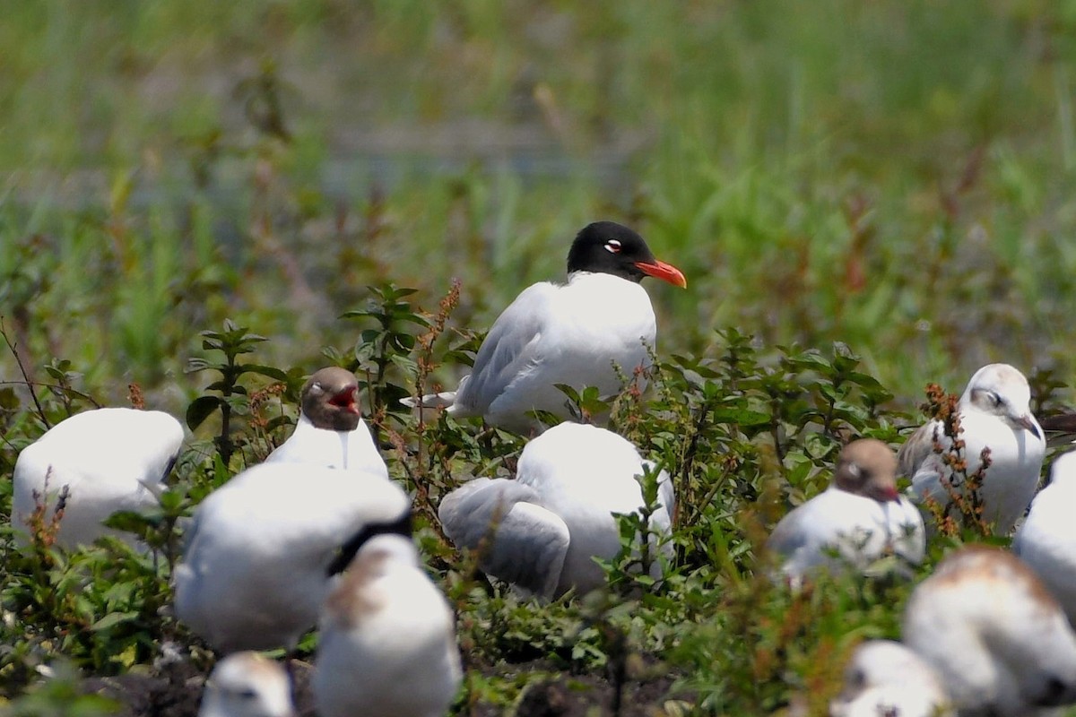 Mediterranean Gull - ML621502187