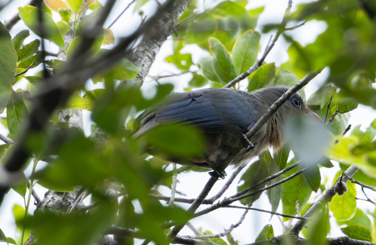 Red-billed Malkoha - ML621502278