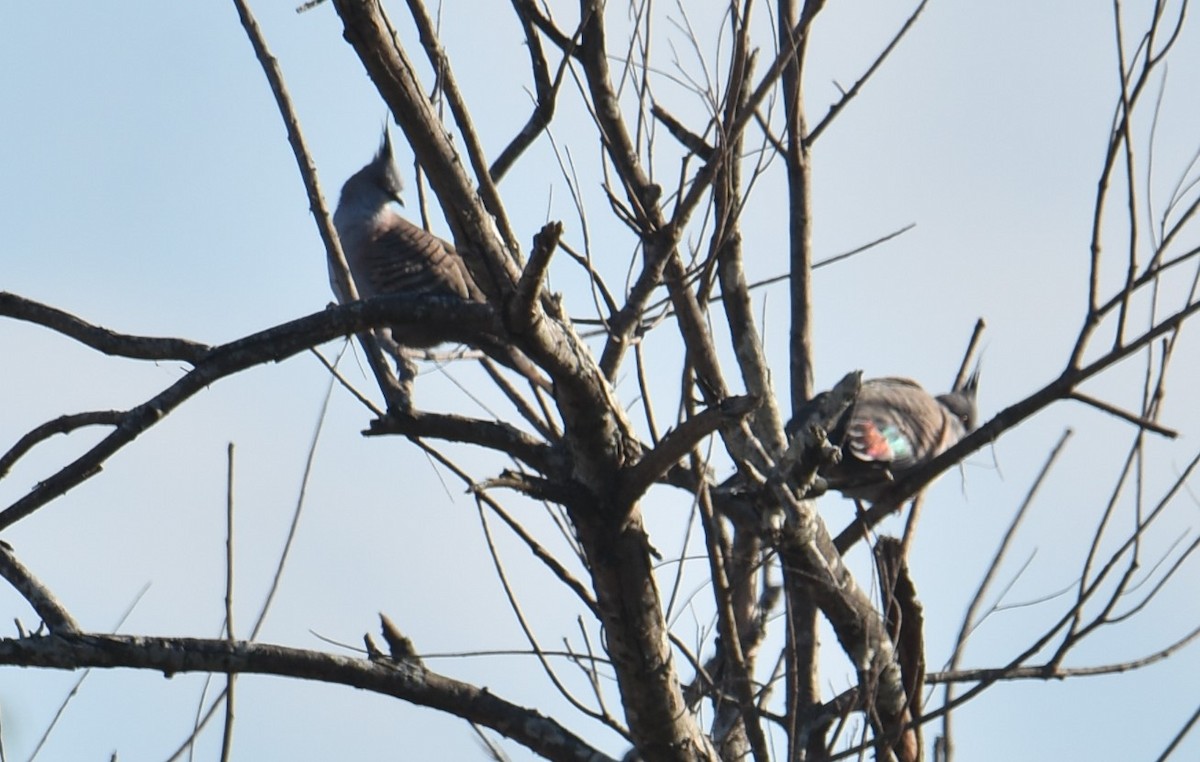 Crested Pigeon - ML621502279