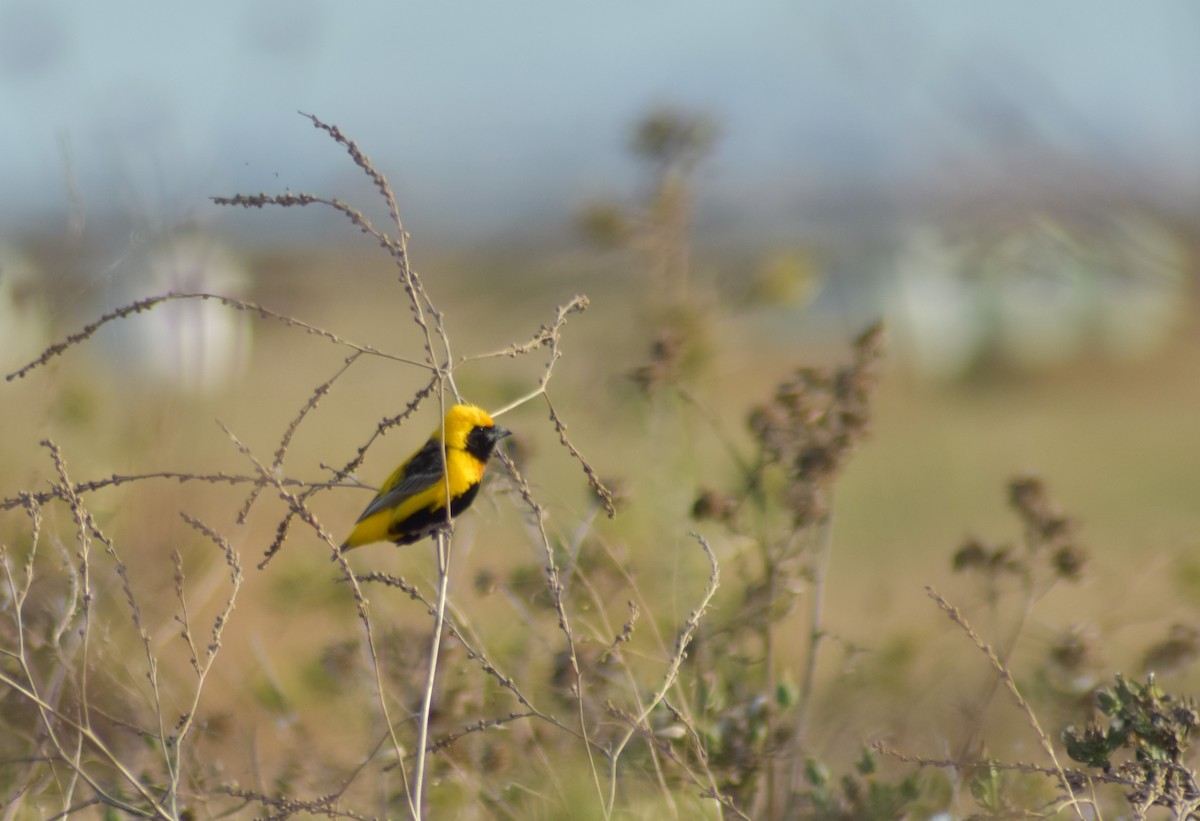 Yellow-crowned Bishop - ML621502305