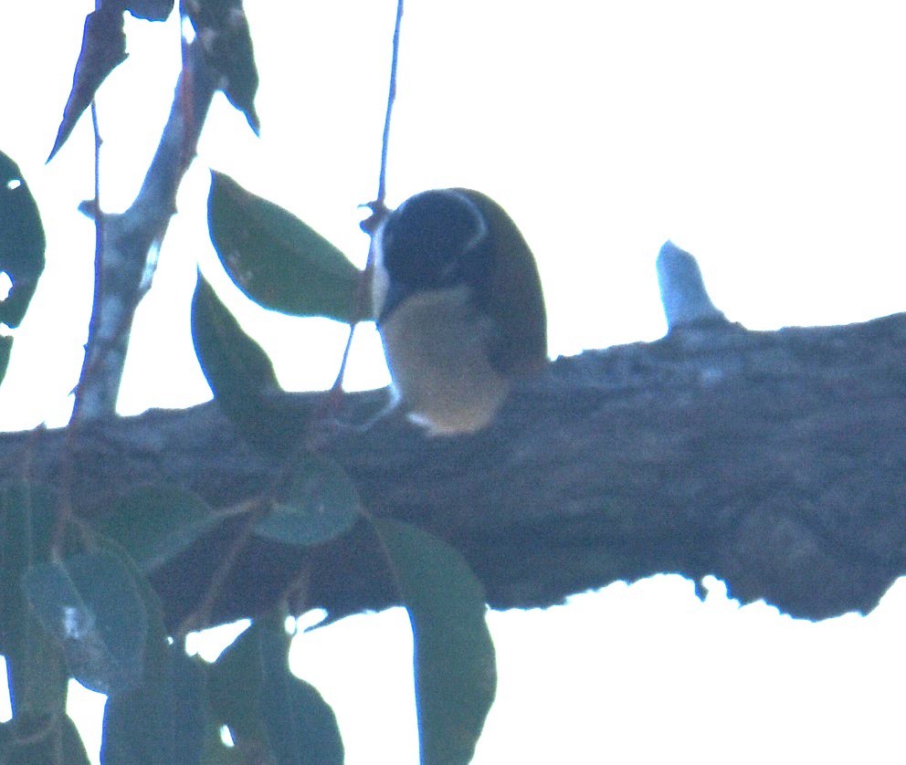 White-throated Honeyeater - ML621502395