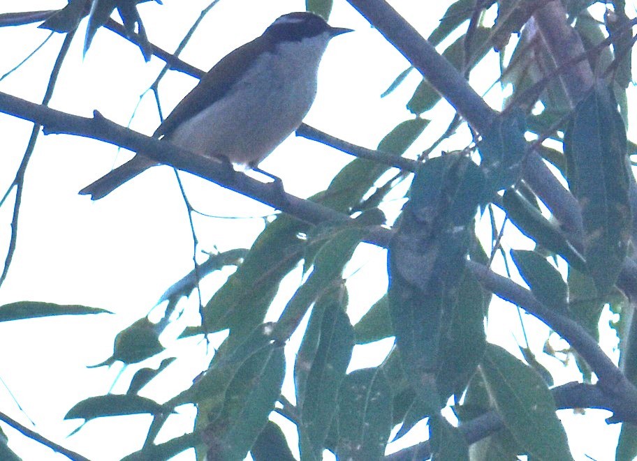 White-throated Honeyeater - ML621502407