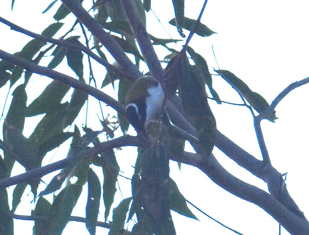 White-throated Honeyeater - ML621502410