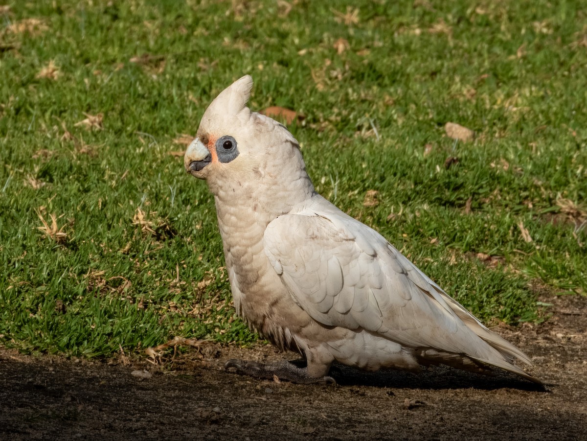 Little Corella - ML621502440