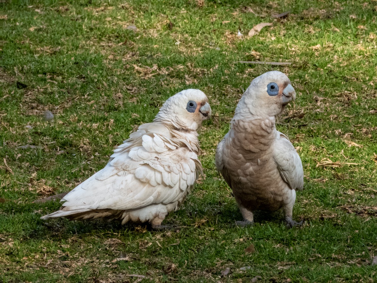 Little Corella - ML621502441