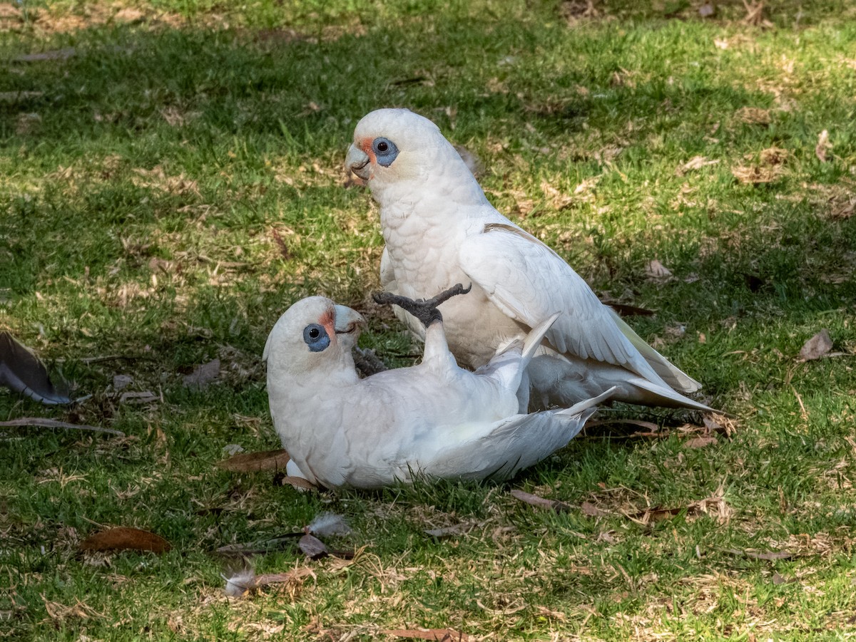 Little Corella - ML621502442