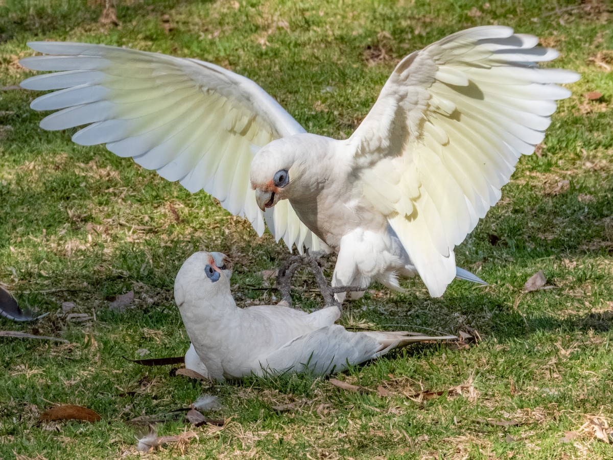 Little Corella - ML621502443