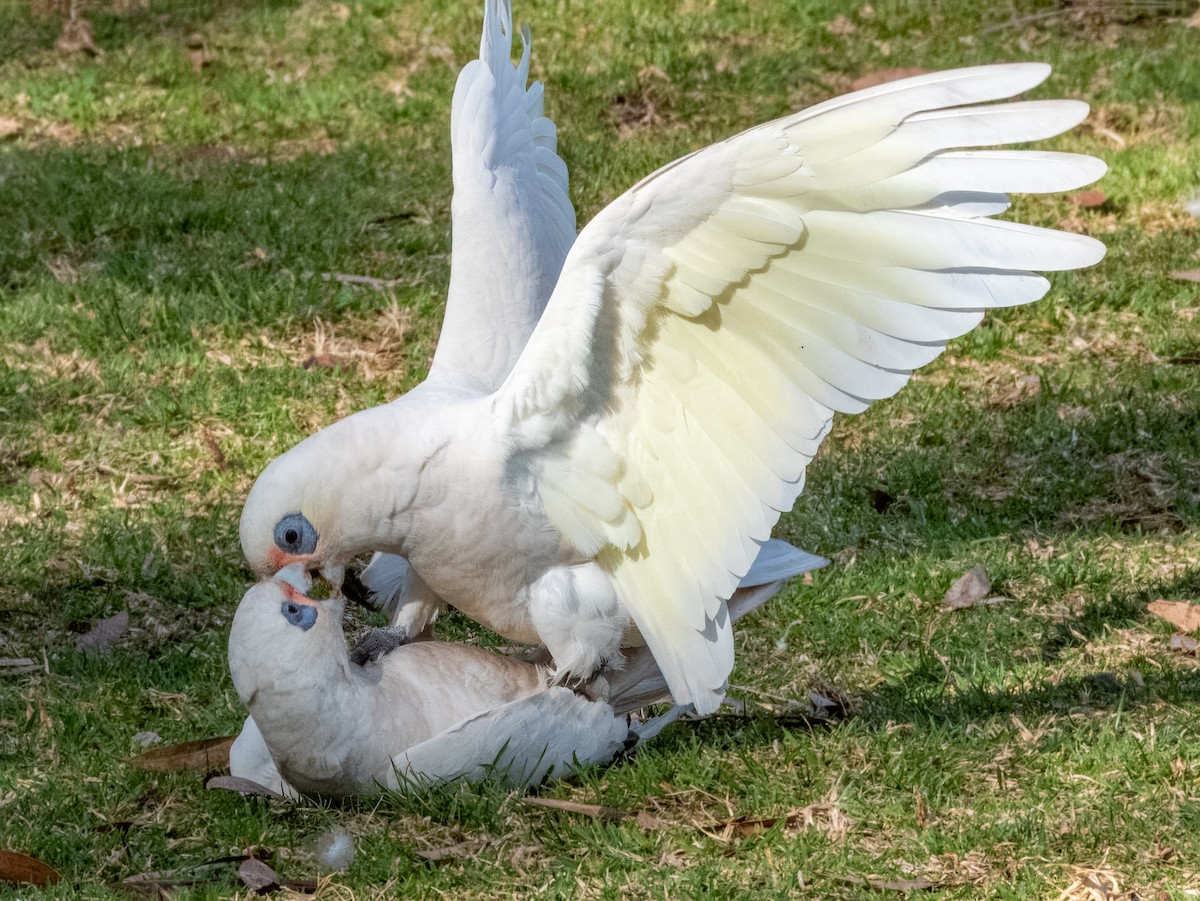 Little Corella - ML621502445