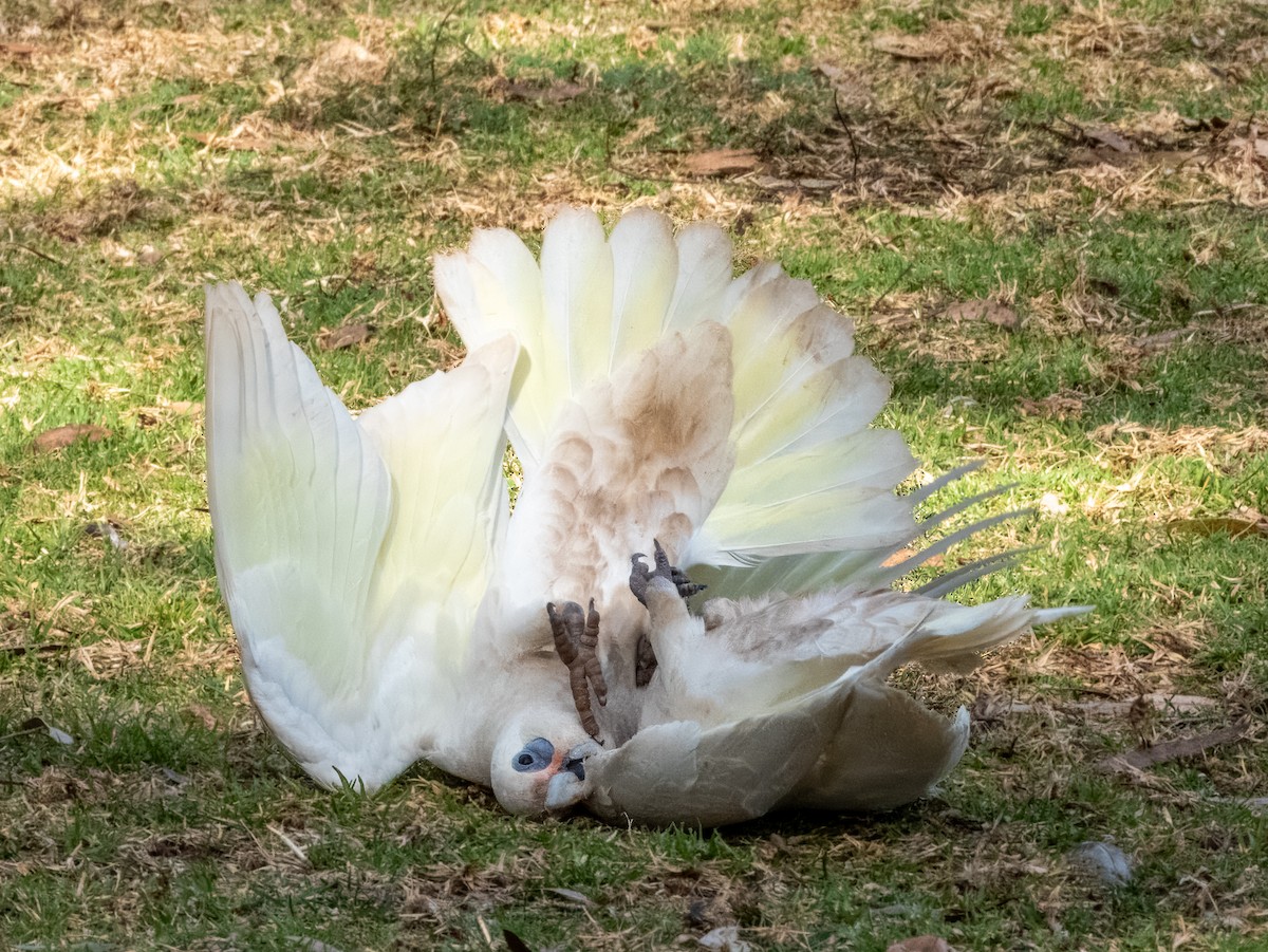 Little Corella - ML621502447