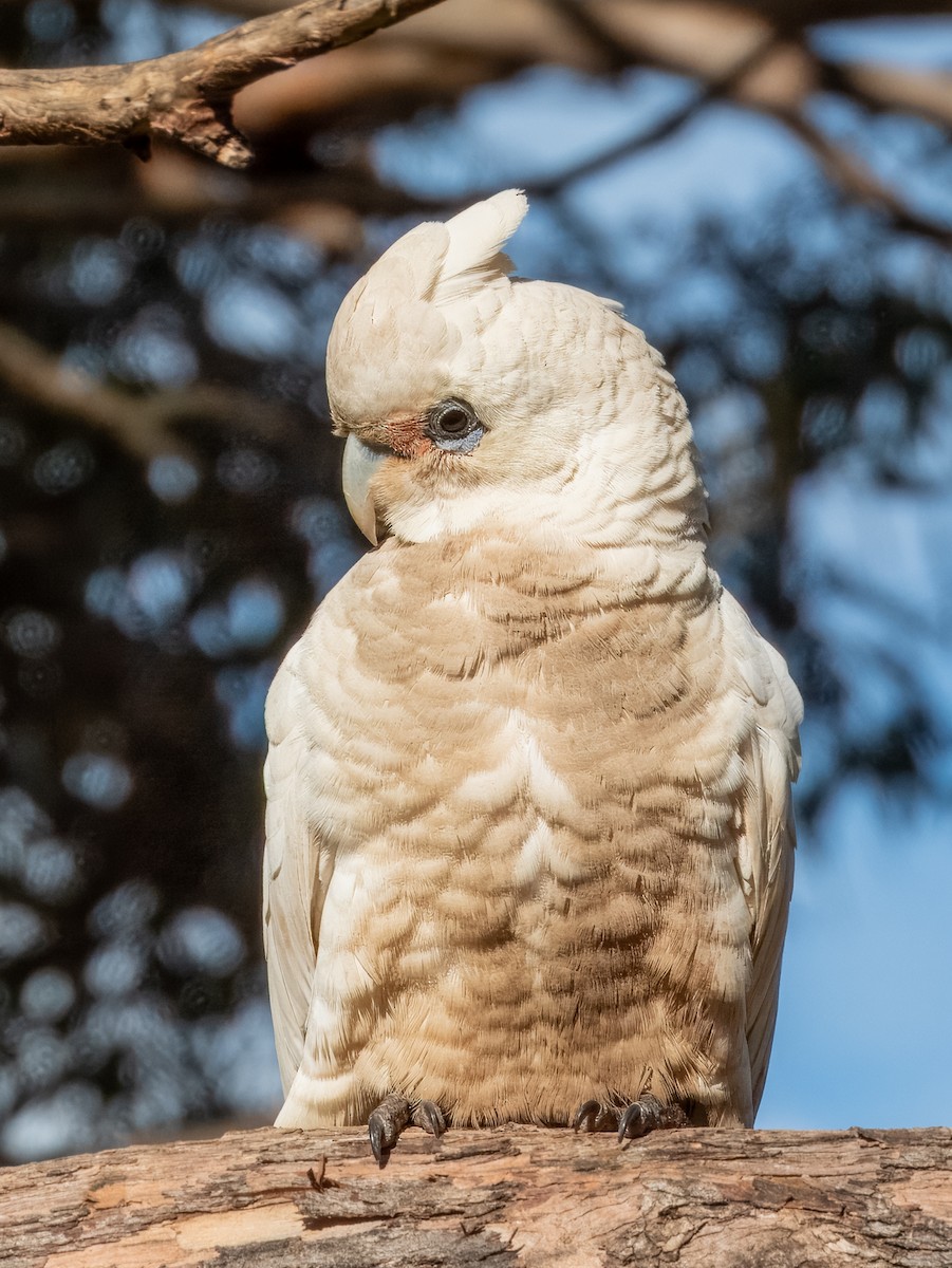 Little Corella - ML621502450