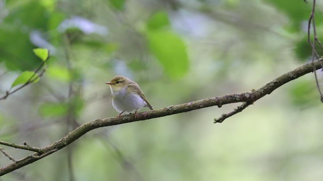 Wood Warbler - ML621502455