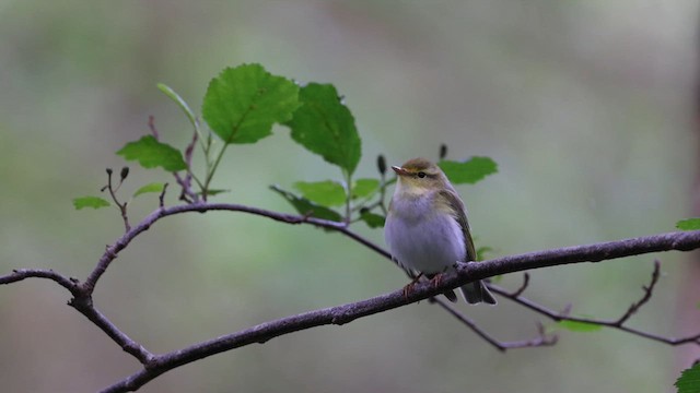 Mosquitero Silbador - ML621502456