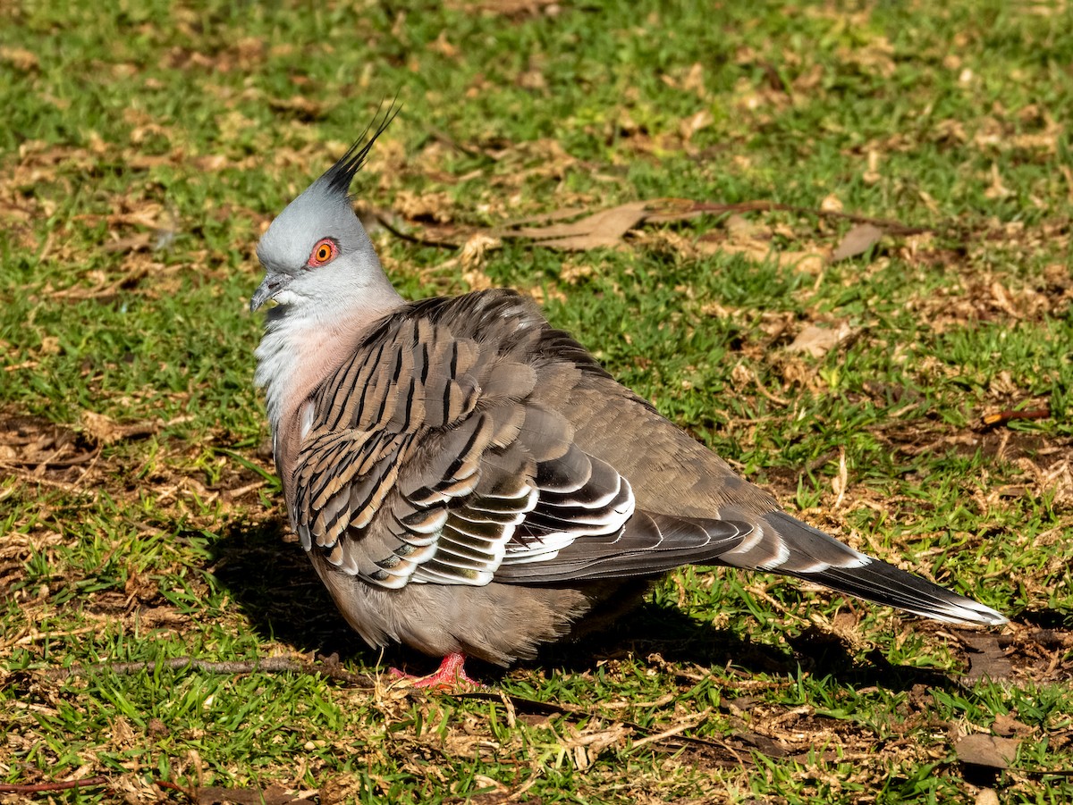 Crested Pigeon - ML621502457