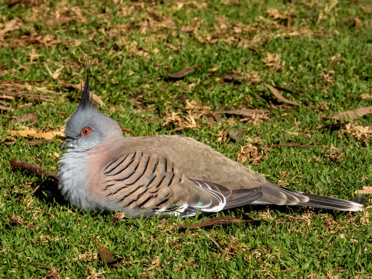 Crested Pigeon - ML621502458