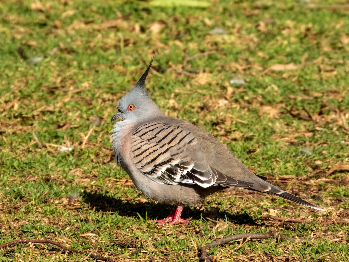 Crested Pigeon - ML621502459