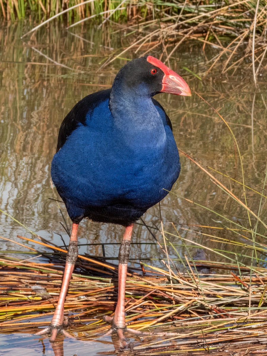 Australasian Swamphen - ML621502460