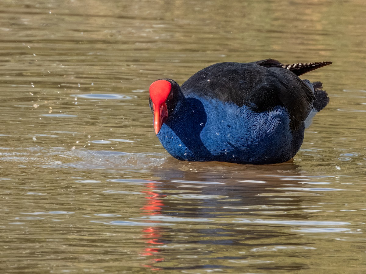 Australasian Swamphen - ML621502461