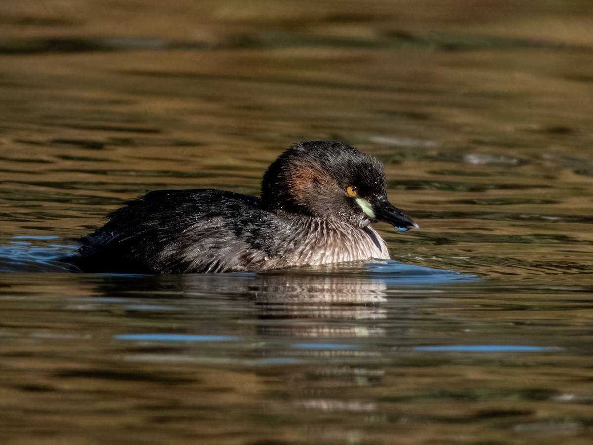 Australasian Grebe - ML621502464