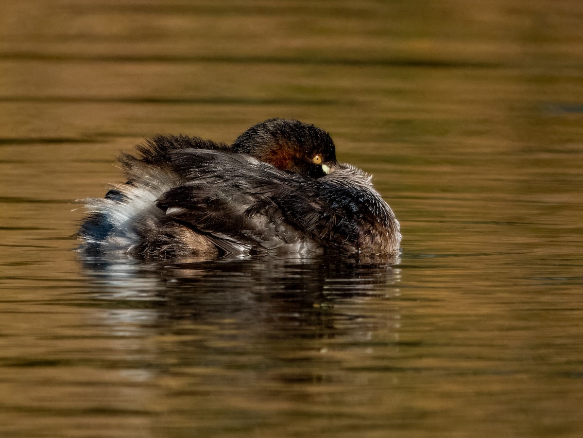 Australasian Grebe - ML621502465