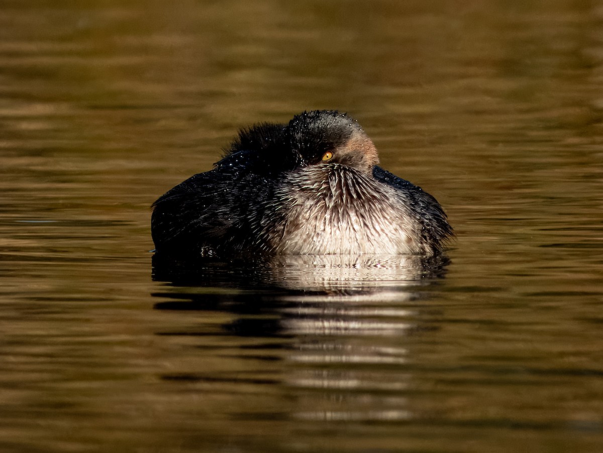 Australasian Grebe - ML621502468