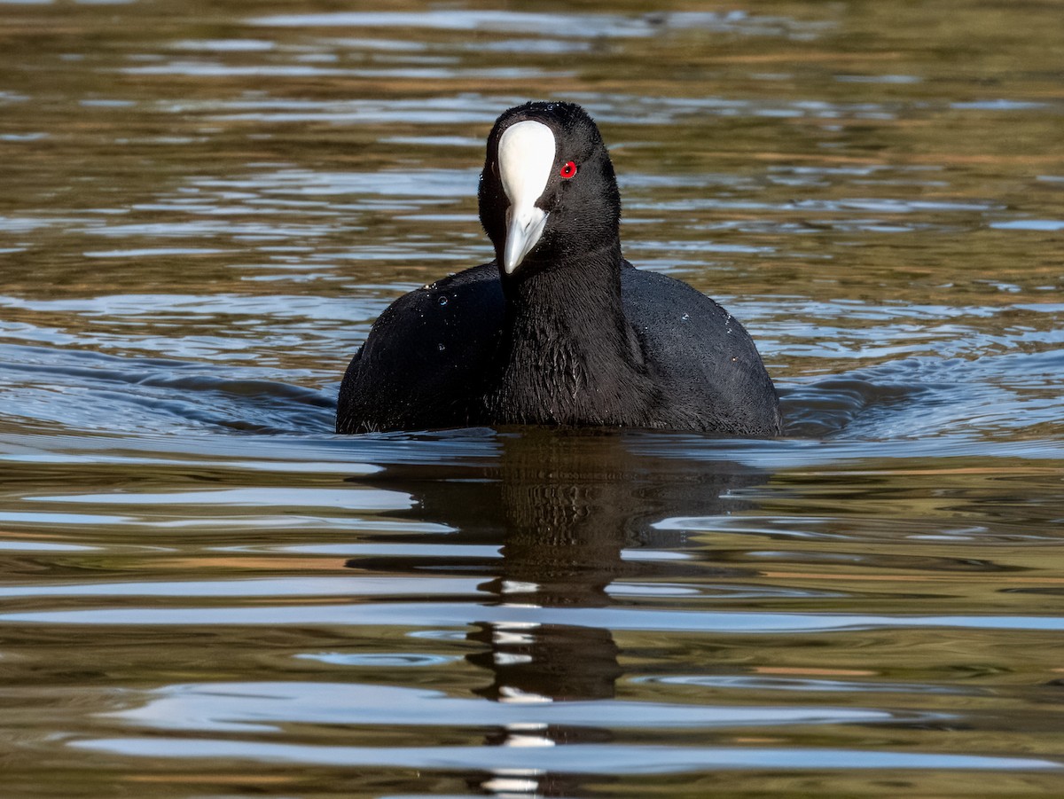 Eurasian Coot - Imogen Warren