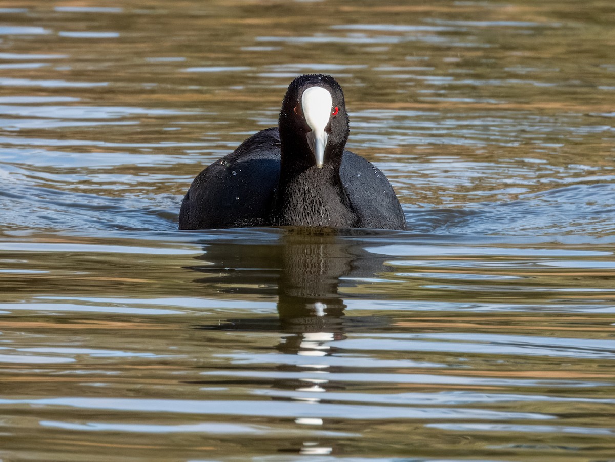 Eurasian Coot - Imogen Warren