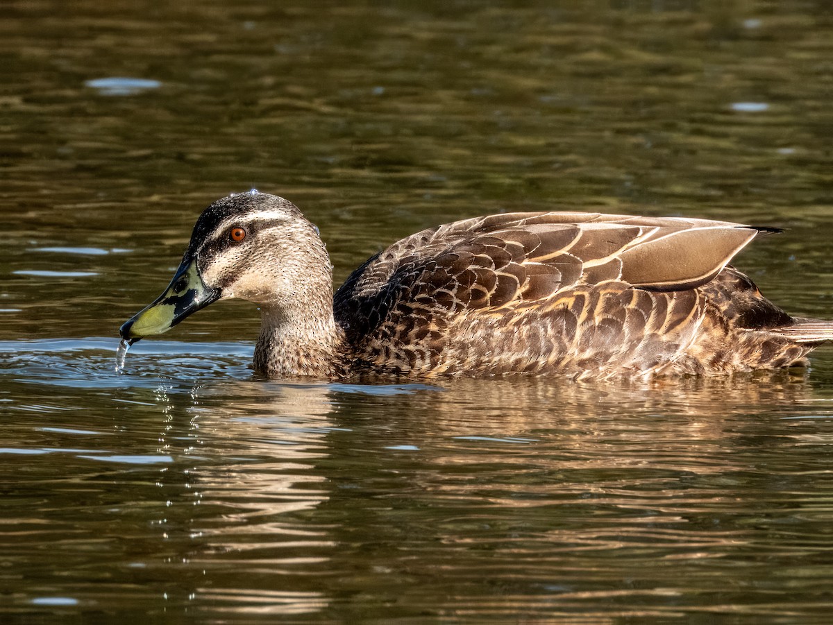 Pacific Black Duck - ML621502477