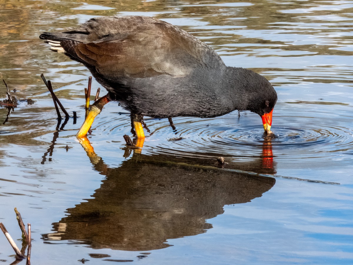 Dusky Moorhen - Imogen Warren